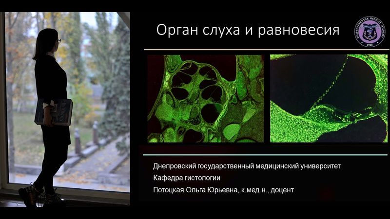 17. Орган слуха и равновесия (лекция по гистологии)