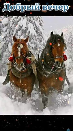 ####Добрый  вечер друзья ❄️❄️❄️❄️❄️❄️❄️❄️❄️❄️❄️❄️❄️❄️❄️❄️❄️❄️❄️❄️❄️❄️...