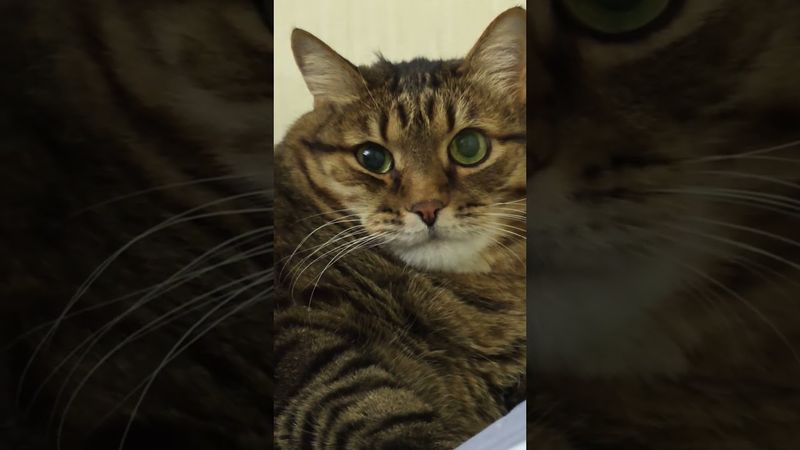 Мотивация 😺😉😻🤣 #cat #кот #юмор #котушка #приколы #позитив #топ #цитаты