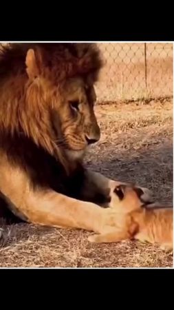 Лев царь зверей? Ну-ну😎