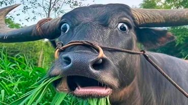 you laugh, you restart (ultimate)