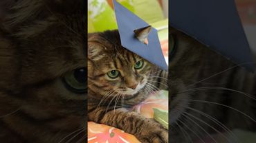 Отвёртка 🪛🙀😉🤣#cat #кот #юмор #котушка #приколы #цитаты #смех