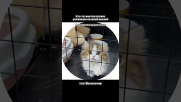 Кружки в тг: Весельчак