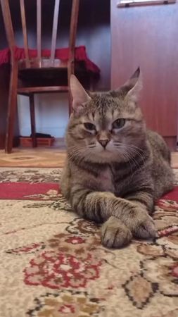 #8августа #денькошек #кошкамуся  😺😺😺