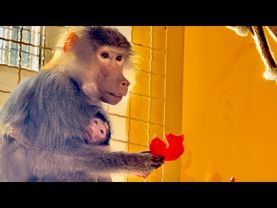 СПОНТАННО! Мы с Владом решили ВЫПУСТИТЬ Лидочку с маленькой Анфисой погулять и размять ножки!