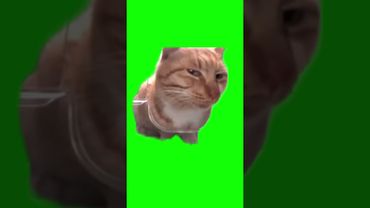 Cat Mr Fresh sideeye green screen #MurdoinkGreenScreen