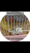 Она ненавидит эту переноску((#хомяк #fyp #늙음필터 #врек 