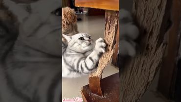 Our Adorable Little Rascal🐾🐾 #cat #funnycats #cutecat #catlovers #fypシ #viralvideo