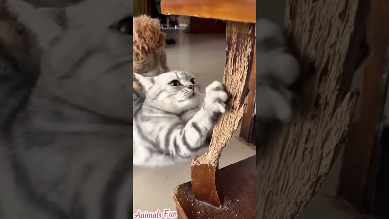 Our Adorable Little Rascal🐾🐾 #cat #funnycats #cutecat #catlovers #fypシ #viralvideo