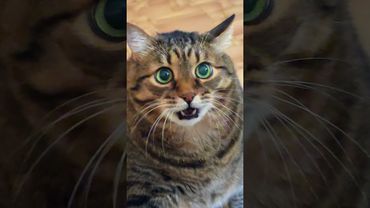 Это Я 😻😉🤗🤣#cat #кот #котушка #юмор #доброеутро #приколы #цитаты