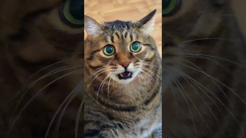 Это Я 😻😉🤗🤣#cat #кот #котушка #юмор #доброеутро #приколы #цитаты