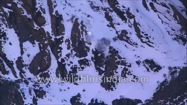 हिम तेंदुआ नीली भेड़ को घसीटता हुआ, हिमाचल के पहाड़ों में उसका पीछा करते हुए चट्टान से नीचे गिरा