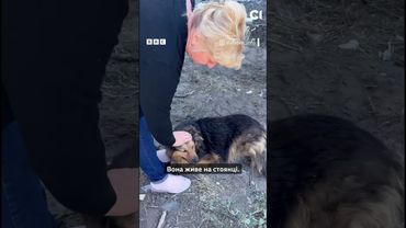 Собака шукає господаря, який загинув від російського удару по Києву #shorts #київ #собака