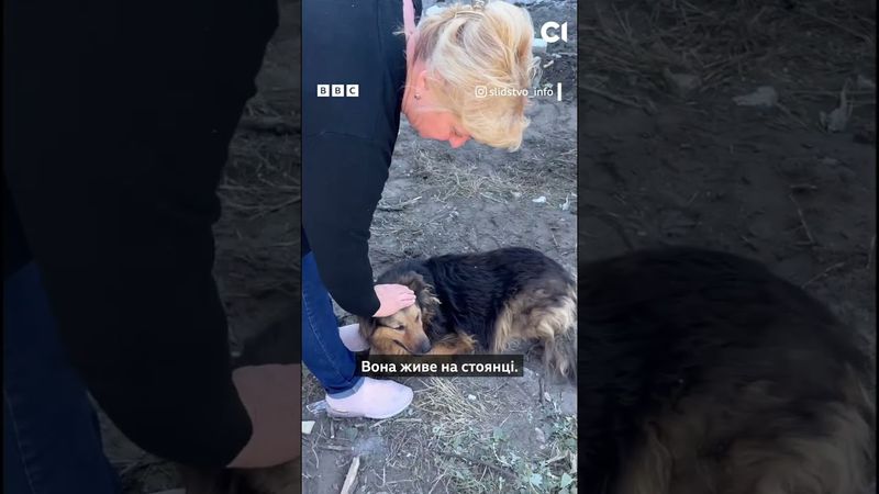 Собака шукає господаря, який загинув від російського удару по Києву #shorts #київ #собака