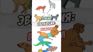 Теория эволюции: что действительно доказано