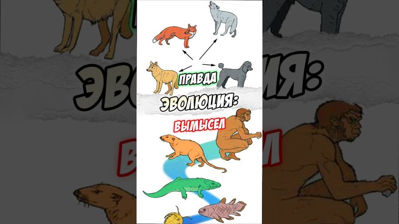 Теория эволюции: что действительно доказано