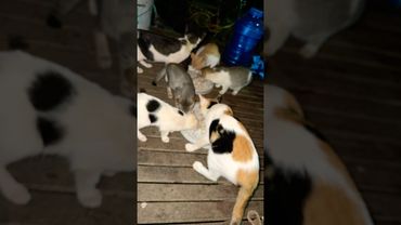 Dinner rice with dry fish #cat #dinner #catfamily #cutecat #kitty #catworld #lovelycat #happycat