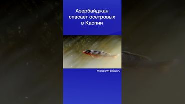 Азербайджан спасает осетровых в Каспии