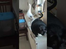 Толстый кот толкнул кошку