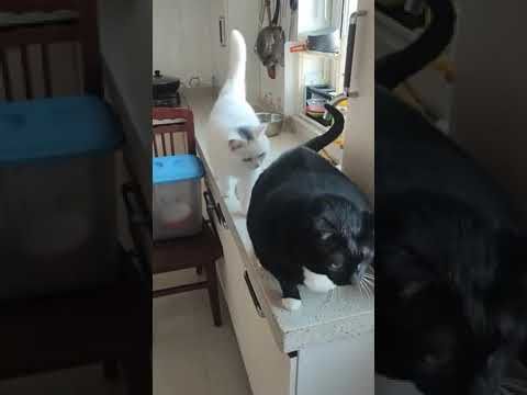 Толстый кот толкнул кошку