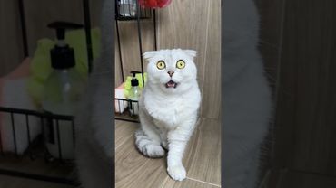 Are your cats the same? 🥲 #cat #cats #funny #pets