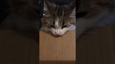 кот дырокол