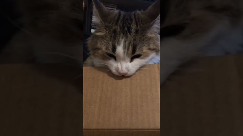 кот дырокол