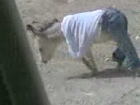 handsome donkey.3gp