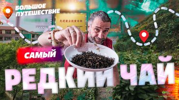 Дикий чай. Большое путешествие в поисках самого редкого чая!