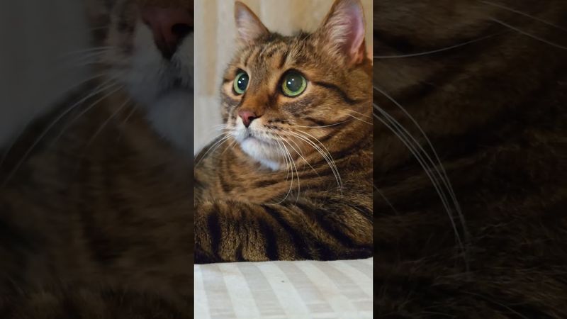 Нельзя думать ☝️🤔🙀🤣 #cat #кот #юмор #котушка #приколы #цитаты