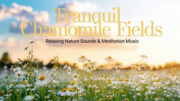 Tranquil Chamomile Fields Relaxing Nature Sounds & Meditation Music