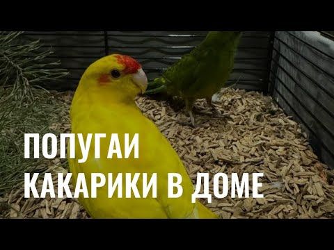 Прыгающие попугаи какарики: особенности, содержание и уход