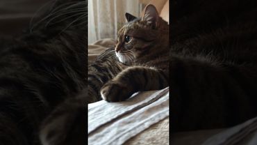 Заслужить завтрак 🙀🤗😉🤣 #cat #кот #юмор #котушка #приколы #цитаты #озвучка