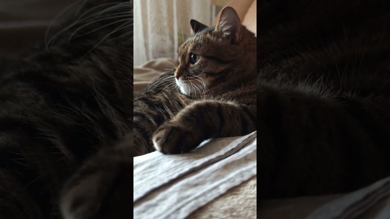 Заслужить завтрак 🙀🤗😉🤣 #cat #кот #юмор #котушка #приколы #цитаты #озвучка