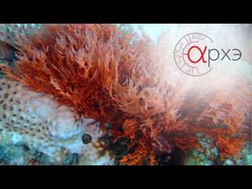 Андрей Журавлев: "Как бактерии создали атмосферу и всё прочее [4000-550 млн лет назад]"