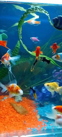 #аквариум