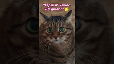 Угадайка ☝️🤔😉🙀🤩 #cat #кот #кино #цитаты #котушка #фильмы