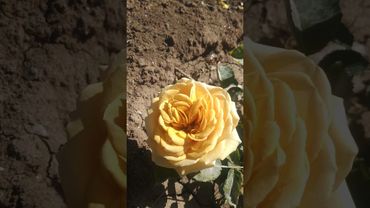 Японская роза 🌹 Пайн Дрим