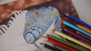 HOW TO DRAW SCALES WITH COLORED PENCILS | Iguana Drawing