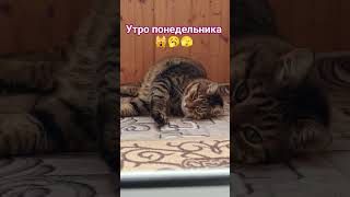 Спать охото🙀🥱🫣🤣 #cat #кот #юмор #котушка #кино #приколы #мем