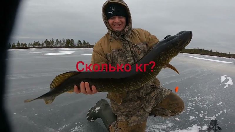 Первый лёд продолжается! Трофейная щука вне погоду! Рыбалка на жерлицы! #fishing #первыйлед #рыбалка