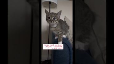 Когда твой котёнок растёт с собакой вместе.🤣🤣🤣 #funniestcats