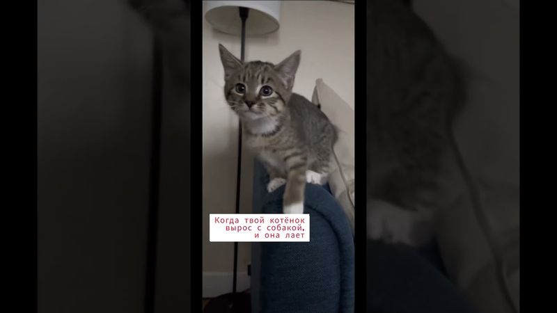 Когда твой котёнок растёт с собакой вместе.🤣🤣🤣 #funniestcats