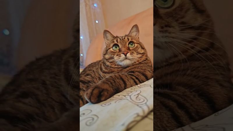 Чем отличается 🙀🤔😉🤣#cat #кот #юмор #котушка #приколы #цитаты