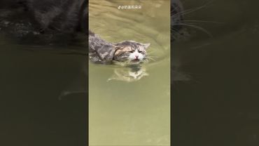 Вот ПОЧЕМУ Котики НЕ Любят ВОДУ хотя Умеют ПЛАВАТЬ! #факты