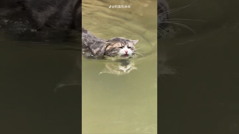 Вот ПОЧЕМУ Котики НЕ Любят ВОДУ хотя Умеют ПЛАВАТЬ! #факты