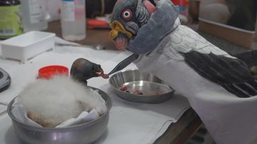 В Римском зоопарке тоже появился свой «Папа»