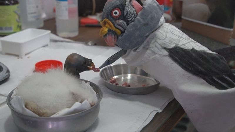 В Римском зоопарке тоже появился свой «Папа»