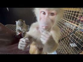 Какая встреча! Лида с Анфисочкой СОСКУЧИЛИСЬ за Люсиной бандой)))