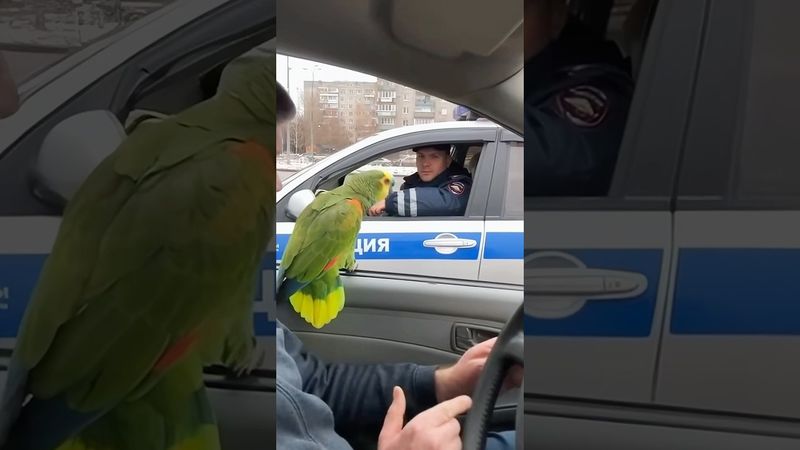 Попугай сдал водителя #дпс